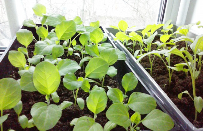 Как выращивать базилик семенами в домашних условиях, посадка на рассаду