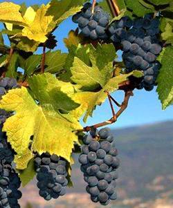 О винограде Мерло: описание и характеристики сорта, посадка и уход