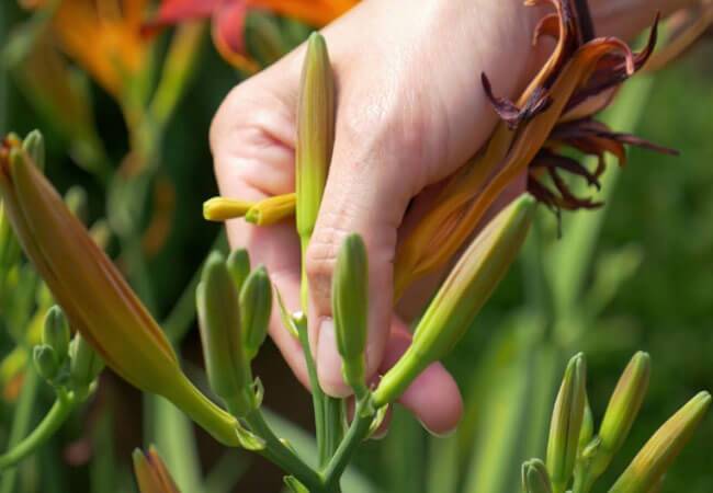 Когда пересаживать лилии осенью – особенности выкапывания, разделения, обработки и посадки растения