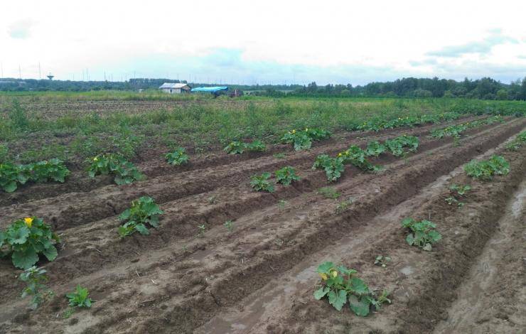Посадка тыквы в открытый грунт и на рассаду: основы выращивания и ухода