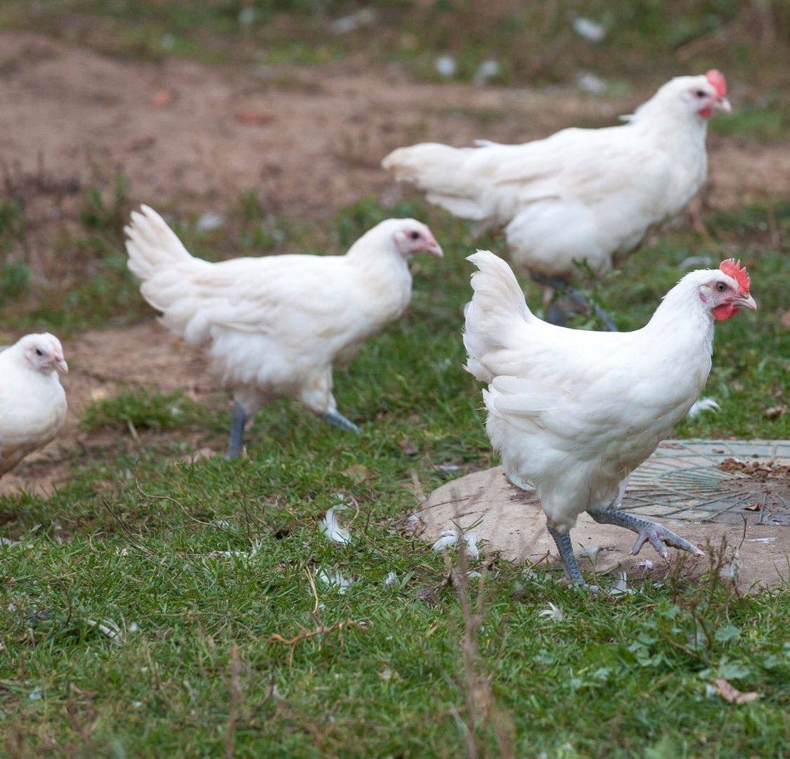 Характеристики бресс-галльской породы кур