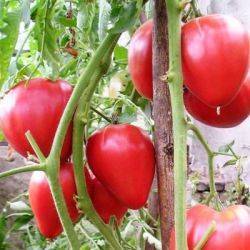 О томате Чудо Земли: описание сорта, характеристики помидоров, посев