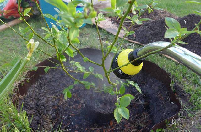 Голубика блюджей: выращиваем скороспелый сорт на садовом участке