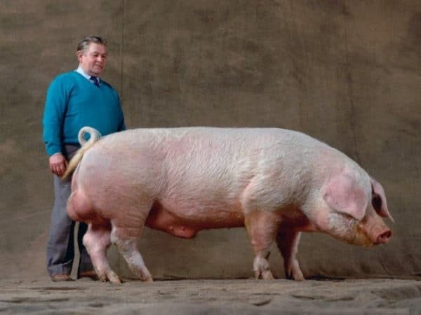 Ландрас – порода свиней мясосального типа с высокой продуктивностью 2020