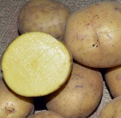 Описание картофеля сорта вега