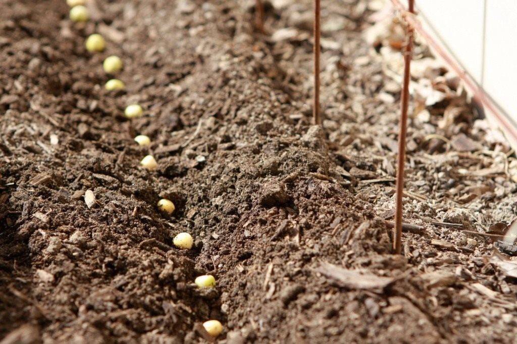 Посадка гороха весной в открытый грунт семенами по регионам и лунному календарю: как правильно сажать