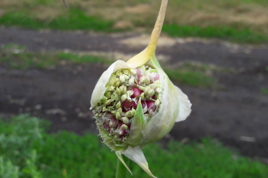 Посадка бульбочек чеснока весной в открытый грунт. выращивание чеснока из бульбочек: подготовка и посадка