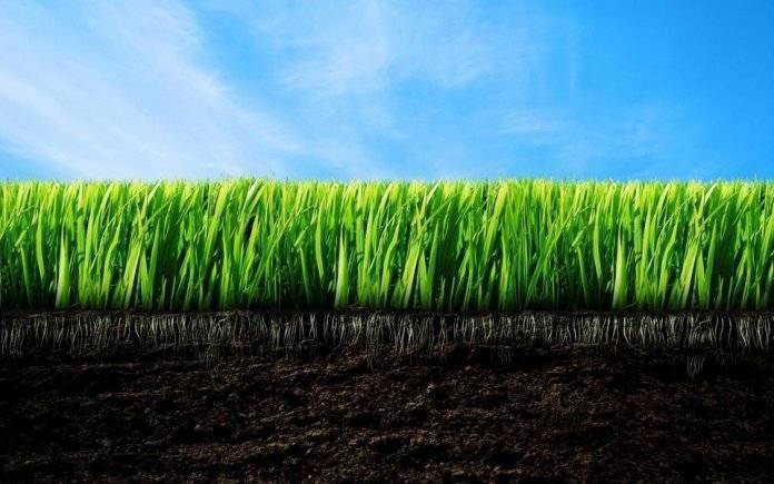 Какую траву выбрать для посадки газона: обзор первоклассных сортов + их фото