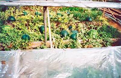 Как выращивать арбузы в теплице из поликарбоната: агротехника