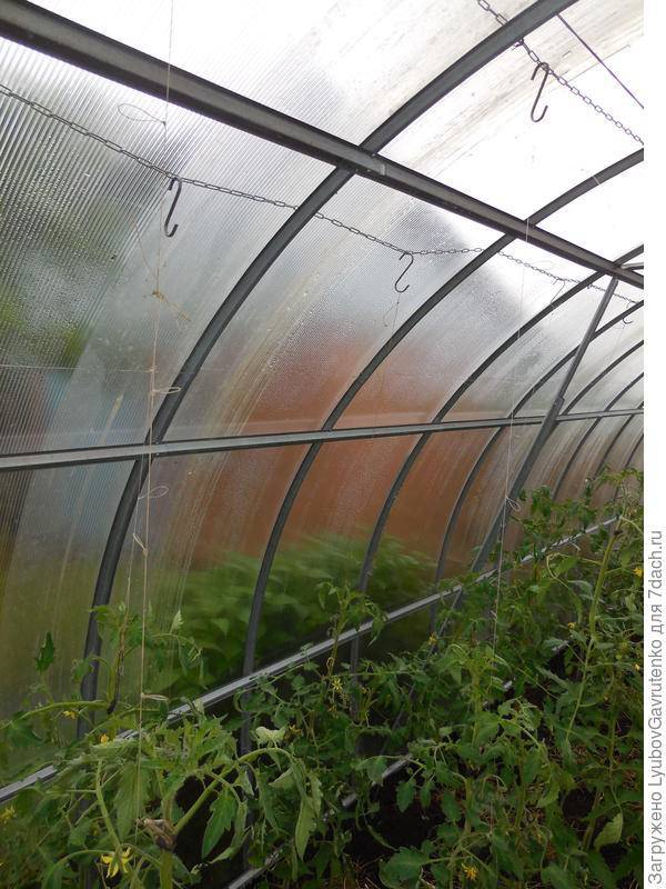 Метод Маслова: как подвязать помидоры, выращивание, посадка в теплице