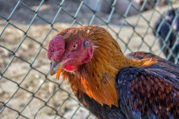 Цыплята бройлеры: болезни, симптомы и лечение эффективными методами