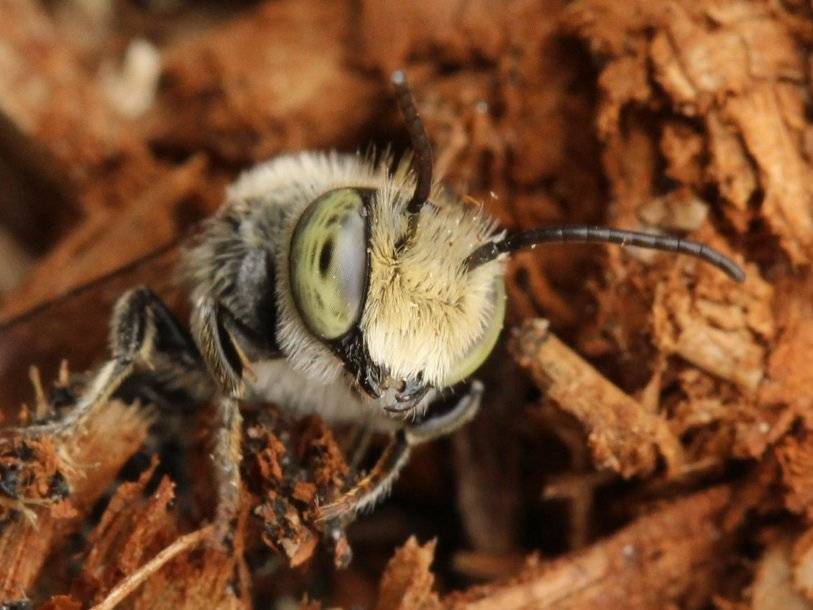 Знакомство с пчелой-листорезом и как с ней бороться