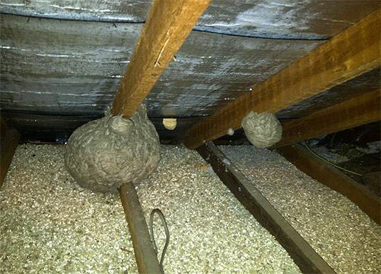 Как избавиться от шершней под крышей дома: эффективные способы