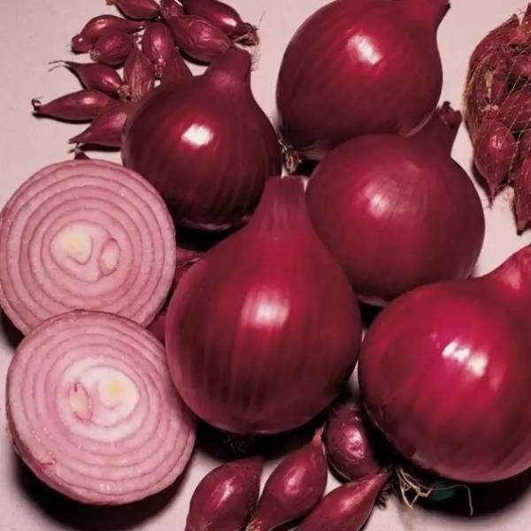 Красный лук: выращивание красного лука, сорта красного лука