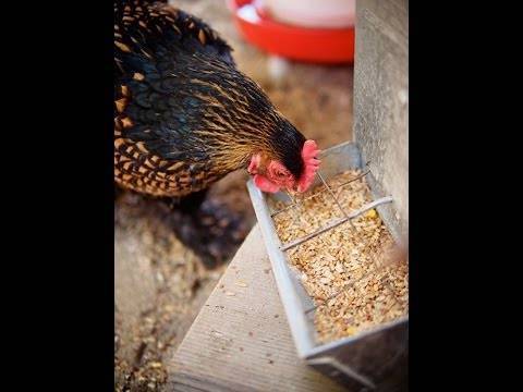 Как правильно выбрать и прорастить зерно для кур?