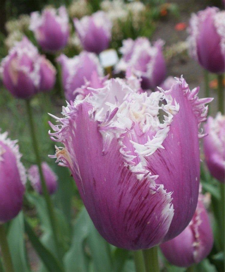 Всё о разновидностях тюльпанов — классы, группы и сорта
