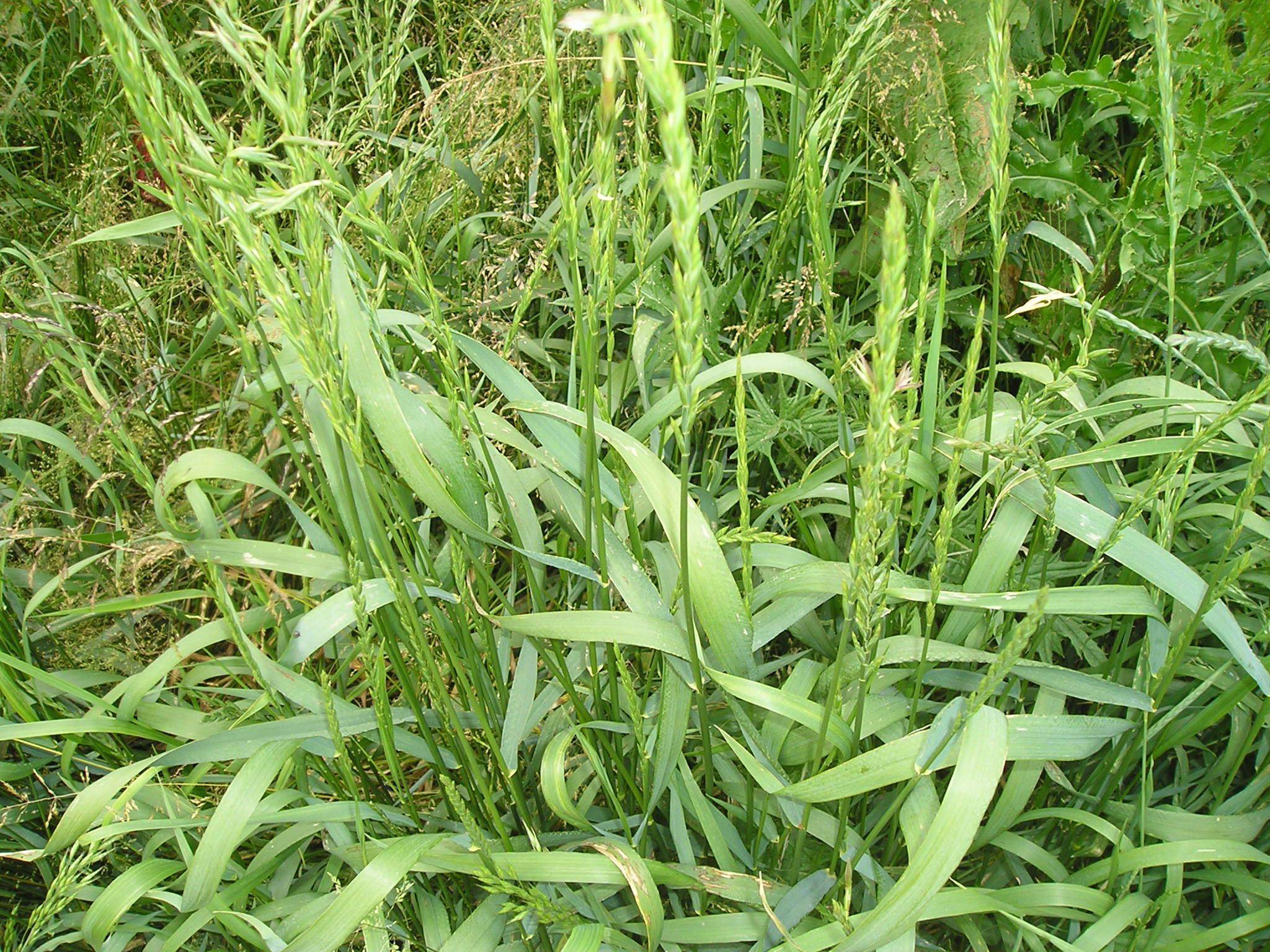 О траве пырей: как выглядит растение, свойства и характеристики, где применяется