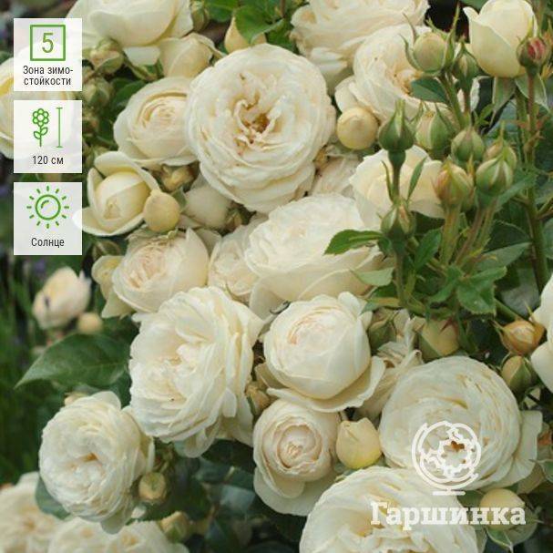 О розе ingrid bergman: описание и характеристики, уход за чайно гибридной розой