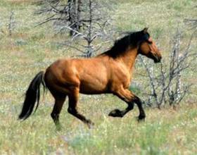 Американская лошадь: верховая, миниатюрная, рысак, кремовая и другие породы. происхождение и характеристика