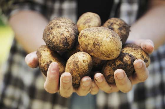 Как увеличить урожай картофеля в десять раз