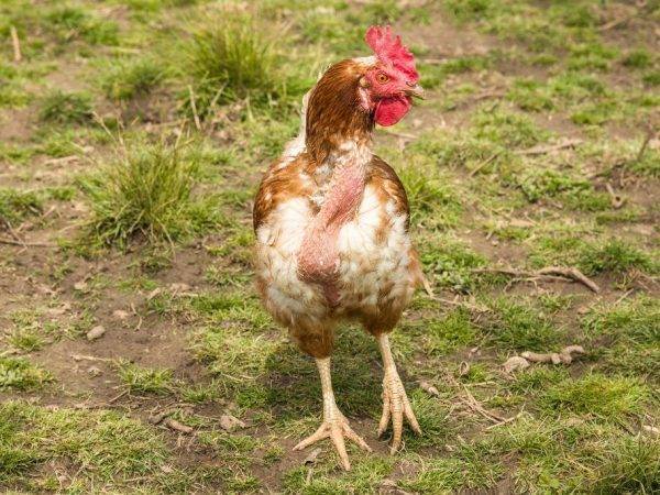 Почему и что делать, если у кур и цыплят бройлеров выпадают перья на спине
