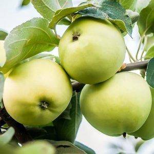 Лучшие сорта яблонь для сибири