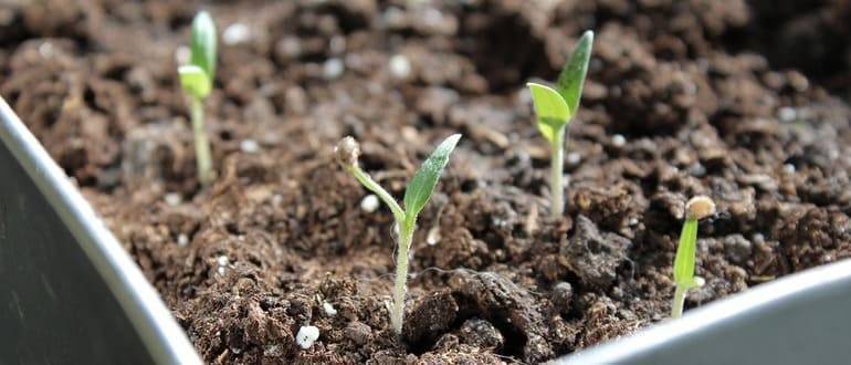 Выращивание рассады белокочанной капусты: хитрости огородника