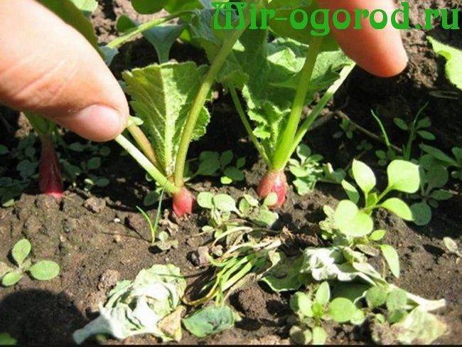 При какой температуре растет редис: какова оптимальная для почвы, можно ли сеять в открытый грунт, боится или нет заморозков, какое похолодание овощ выдерживает?