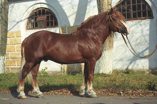 Породы лошадей с фото и описаниями