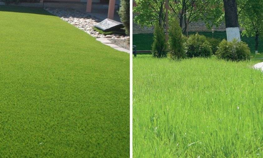 О всхожести газонной травы: через сколько дней, что на это влияет