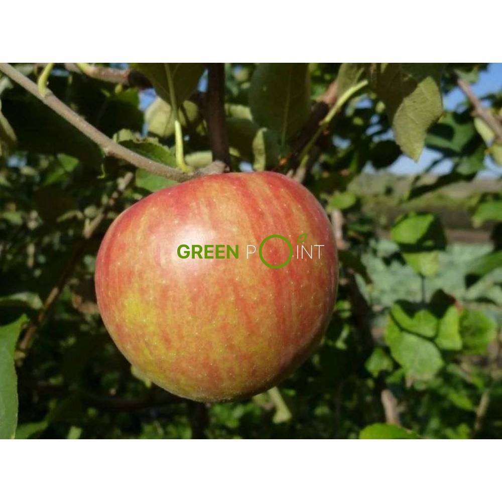 Яблоня жигулевская: описание сорта и его фото, как правильно посадить и ухаживать