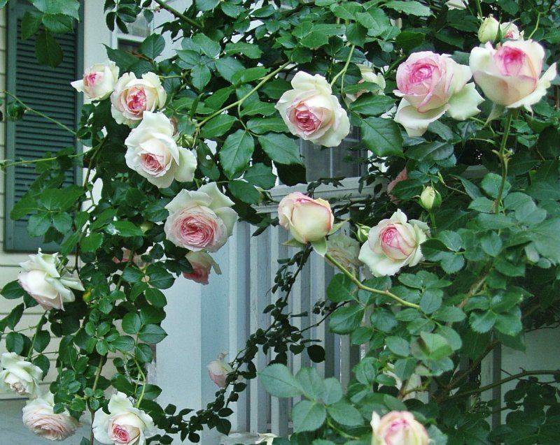 Плетистые розы: сорта, советы по выбору и уходу