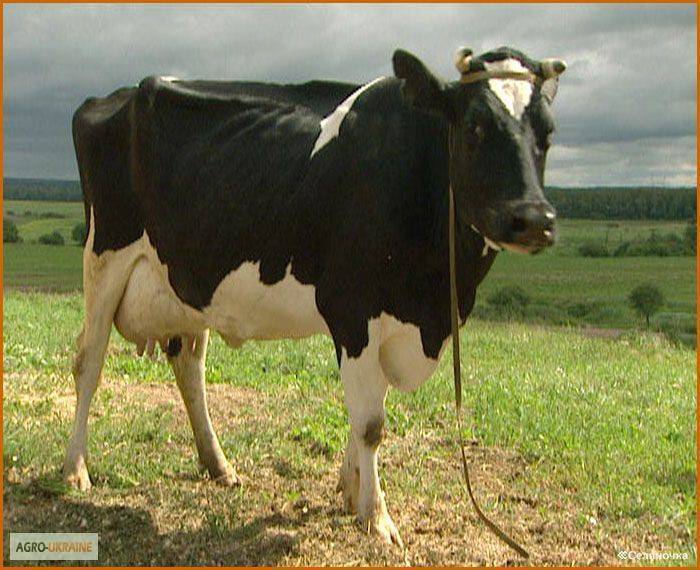Мини-коровы: описание пород с фото и видео