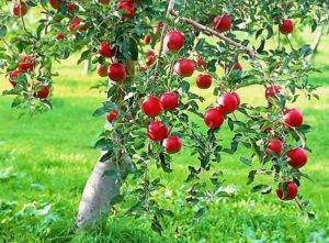 Секреты выращивания яблони сорта мечта - общая информация - 2020