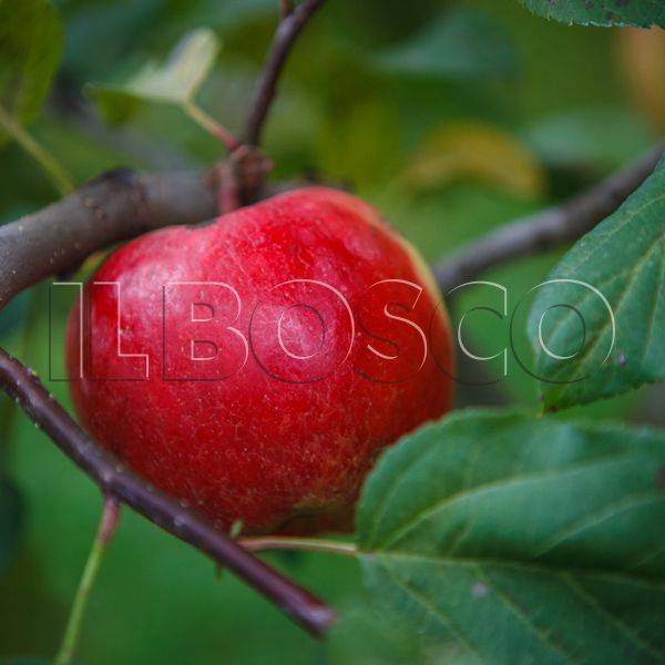 Выращивание яблони веньяминовское