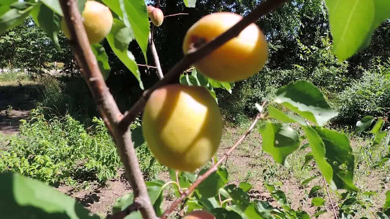 Описание маньчжурского абрикоса