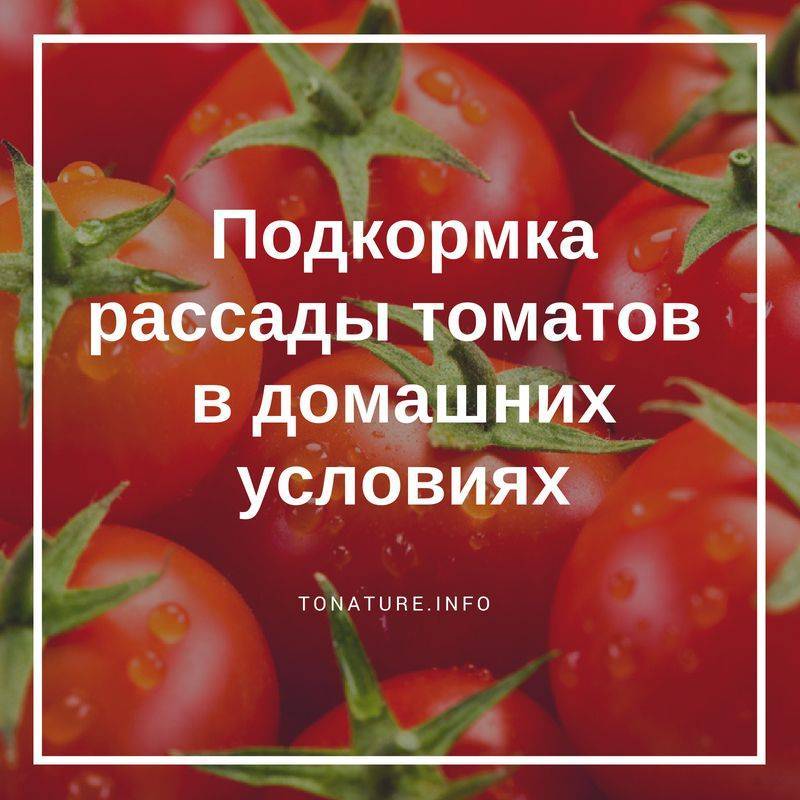 Применение перекиси водорода для помидоров. как сделать полив и опрыскивание максимально эффективными?