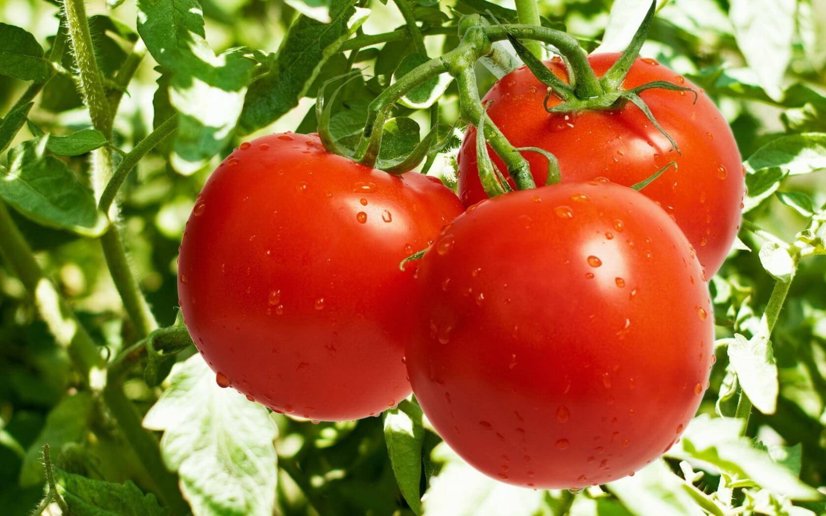 О томате Хлыновский: описание сорта, характеристики помидоров, посев