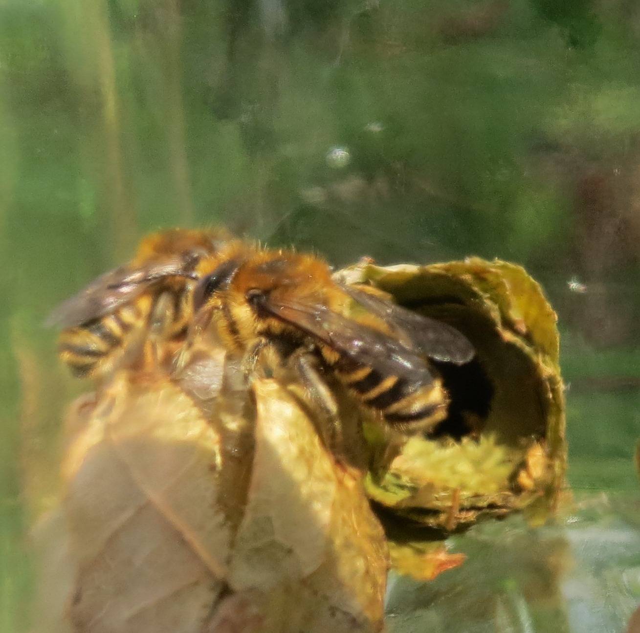 Знакомство с пчелой-листорезом и как с ней бороться