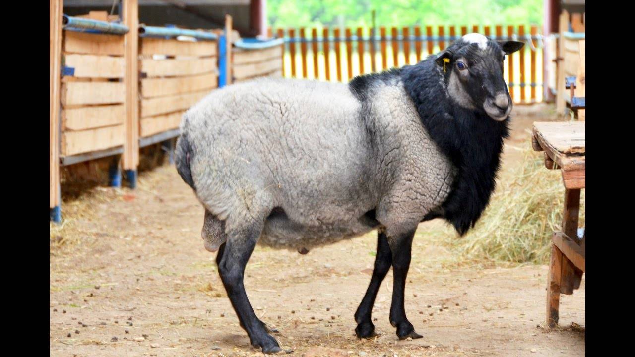 Романовская порода овец: описание, фото и отзывы