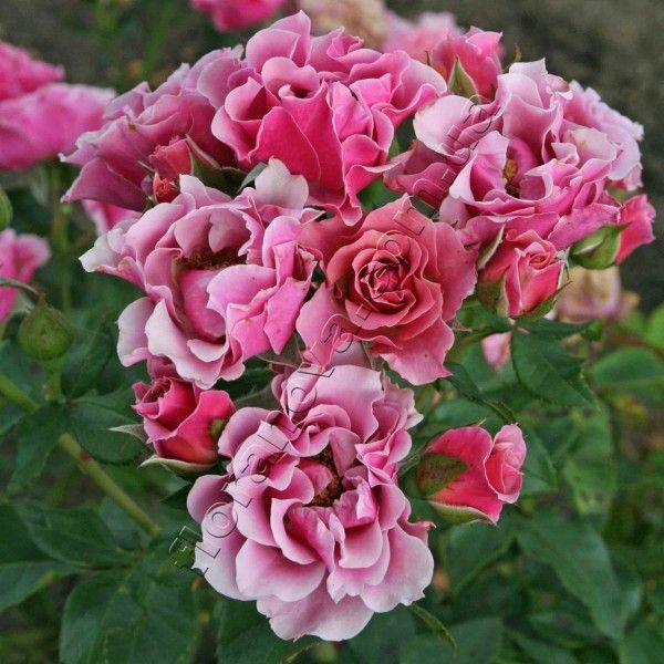 О выращивании саженцев роз на продажу в домашних условиях в открытом грунте