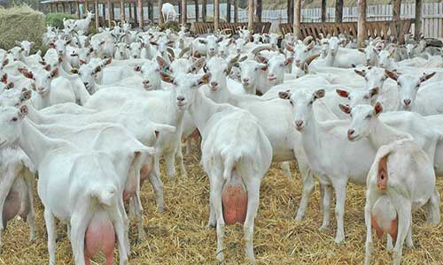 Содержание коз: нюансы выращивания и особенности рациона