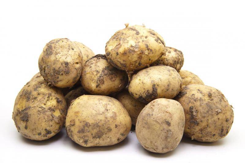 Сорт картофеля «ривьера»: характеристика, описание, урожайность, отзывы и фото
