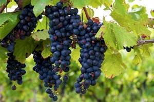 На какой год плодоносит виноград выращенный из косточки