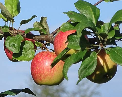 Стабильный и регулярный урожай от яблони слава победителям