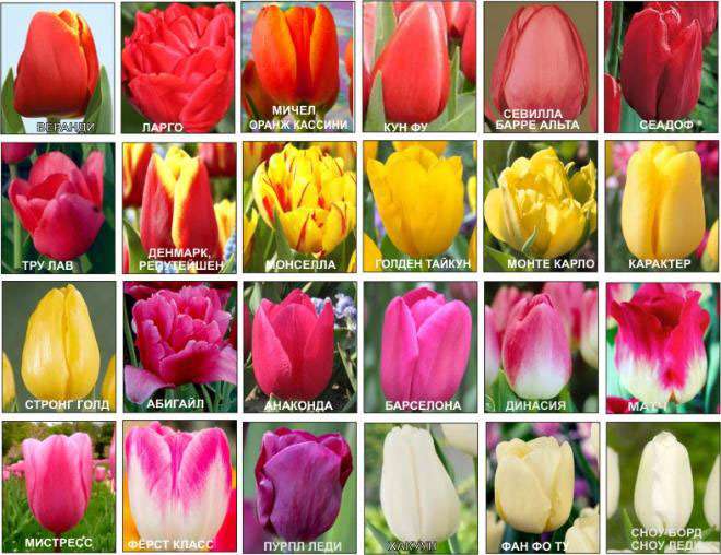 Цветы тюльпаны: фото сортов с названиями и описанием, уход за тюльпанами и советы по выращиванию
