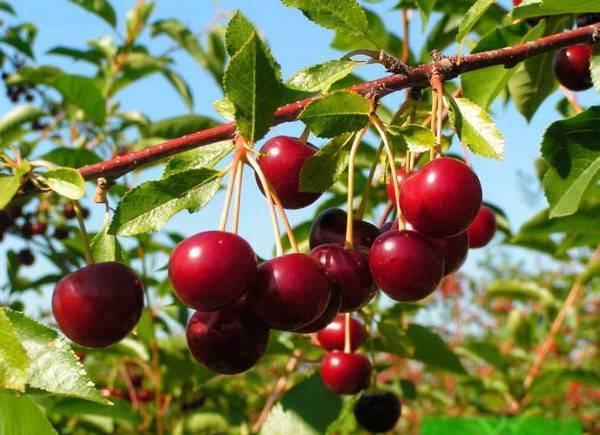 Сорта вишни: описание лучших экземпляров, названия, фото