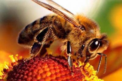 Инструкция по применению бипина для пчел, температура воздуха и другие требования к обработке