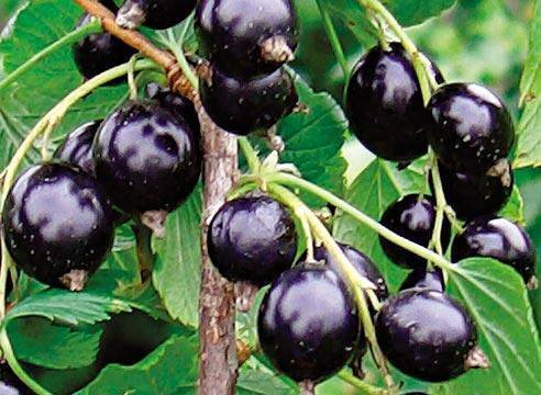 Черная смородина катюша: описание и характеристики сорта, уход и выращивание