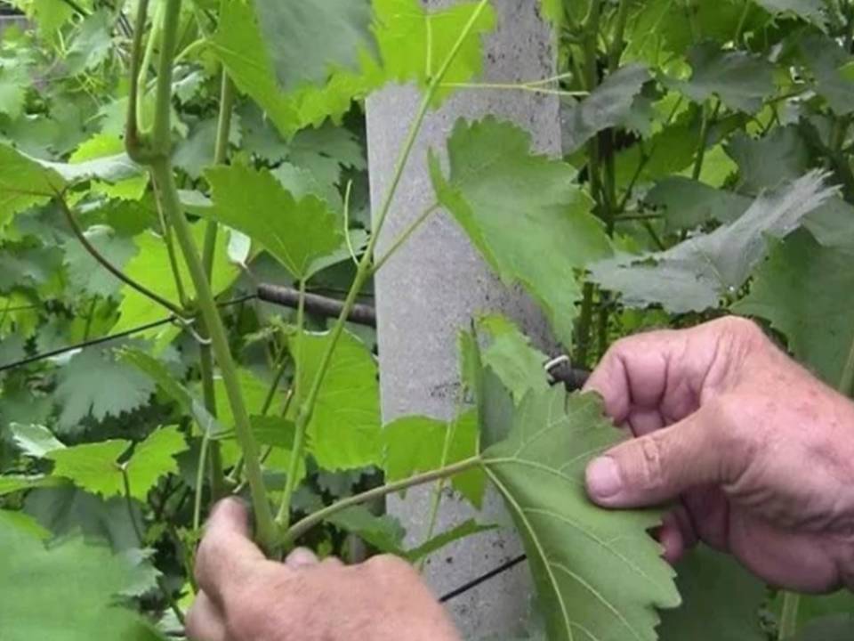 Обрезка винограда летом - как правильно провести процедуру?